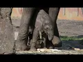 Download Lagu Bumi doet zijn best om ook takjes te pakken. Zó lief. Hier is Bumi 1 maand jong.