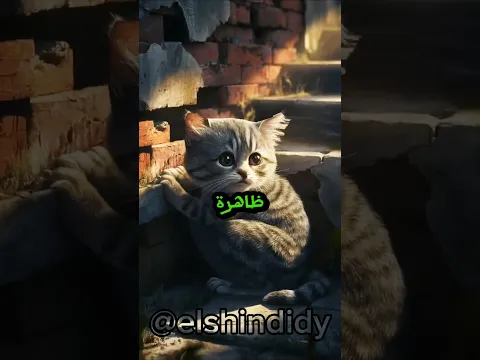 لماذا تختفي القطط تماما يوم عيد الاضحى ؟ واين تذهب ؟ الاجابه سوف تصدمك إذا عرفتها 😱