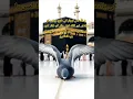 Lagu #pigeon #pigeons #kabootar #janglikabootar #kaaba #kaabah #khanakaba #shorts #viral #DreamScreenAI