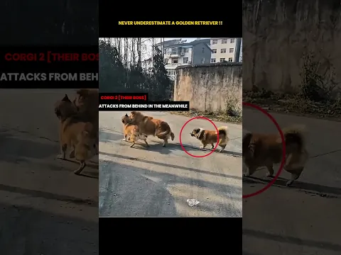 Never Underestimate a Golden Retriever!
