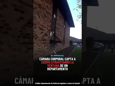 CÁMARA corporal capta a ciervo ATRAVESANDO la ventana de un departamento