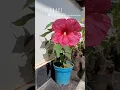 Download Lagu #winterblooms #winter #blossom #flowers #home #terracegarden #terracegardening