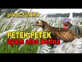 Download Lagu suara PIKAT ayam hutan BETINA paling dicari petek petek langsung menyambar mendekat
