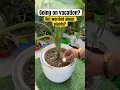 One tablet is enough for watering your plants while you are away