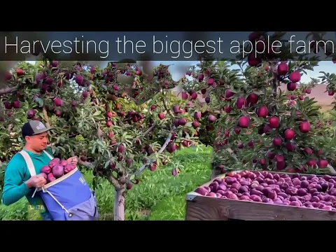 THE MOST BIGGEST APPLE FARM Washington Red Delicious Red Scarlet