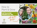How to Plant Grow All Perennial Wildflower Seed Mix