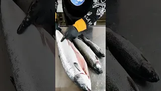 مقایسه سالمون نروژی اصل با سالمون قزل آلا گوشت صورتی ایرانی خرید ایمن از سایت ما Www Lianir Com 