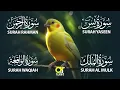 Download Lagu Calming Surah Yaseen (Yasin) | Surah Rahman | Surah Waqiah | Surah Mulk @islamicvideos.a.r