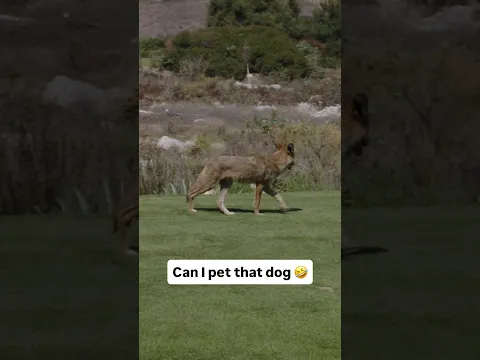 Comedy on the course. 🤣🤣 “Can I pet that dog?!” 🫳🏾🐕👑