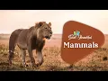 Fun Facts about Mammals Mammals The Good and the Beautiful