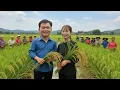 Download Lagu Robert and the villagers helped Mai harvest rice happily and peacefully #greenforestlife