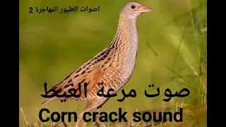 صوت مرعة الغيط                  دندنها