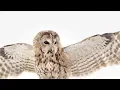 WGU Owl Commercial Air Quotes