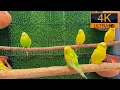 Download Lagu Chirp Happens 🐦💚 5 Jam Mangga \u0026 Chutney yang Benar-Benar Menggemaskan!