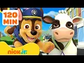 Download Lagu PAW Patrol Animal Rescue Missions in Adventure Bay! 🐮🐱 | 2 Hours | Nick Jr.
