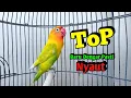 Lagu Lovebird Ngekek Panjang TOP Buat Pancingan Lovebird Gacor RAJIN BUNYI, Baru Dengar Pasti NYAUT