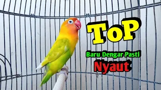 lovebird ngekek panjang top buat pancingan lovebird gacor rajin bunyi baru dengar pasti nyaut