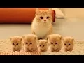 Download Lagu So many cute kittens videos compilation 2023