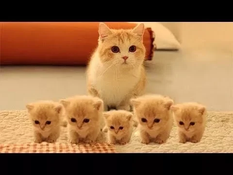 So many cute kittens videos compilation 2023