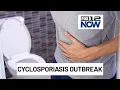 Cyclosporiasis parasite and how to protect yourself