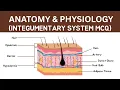 30 Integumentary System MCQs Anatomy Physiology Quiz with Answers