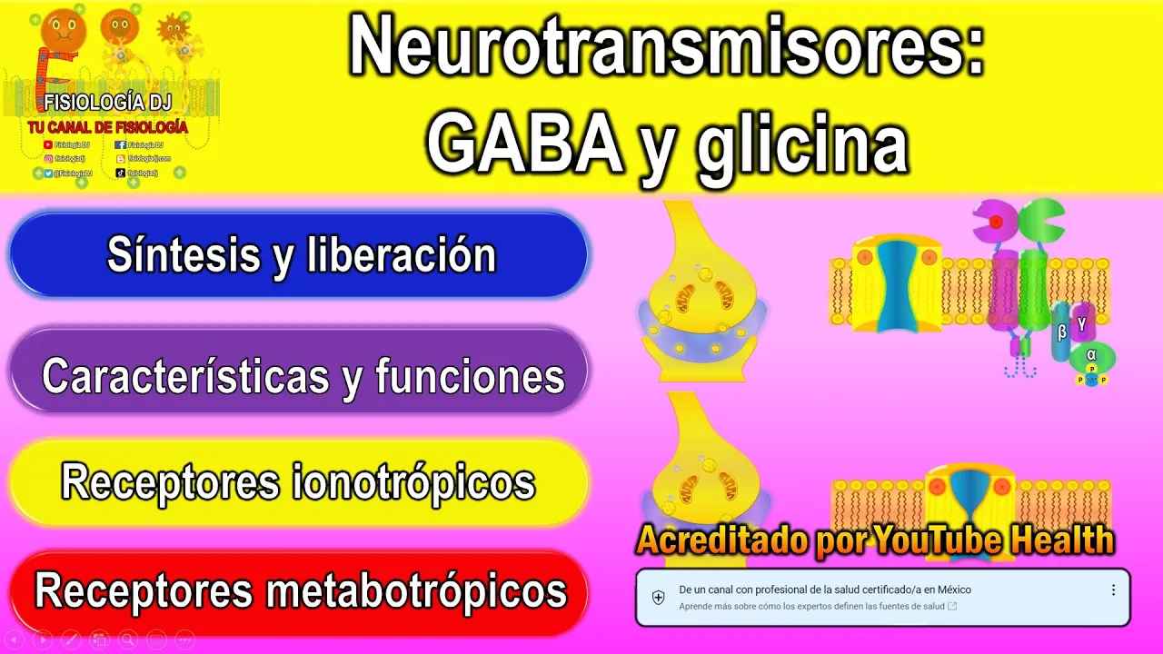 Neurotransmisores | Sistema nervioso central | GABA neurotransmisor | Glicina neurotransmisor