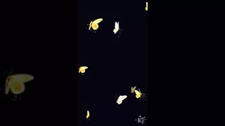 ثلاث دقات مسرعه تصميمي 