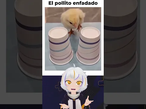El Pollito Enfadado