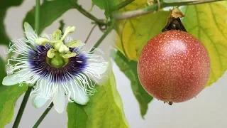 passion fruit in pot from flower to fruit
