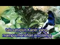 Download Lagu Kacer anda stres,bisu pancing dengan suara Kacer ini tak lama pasti nyaut.