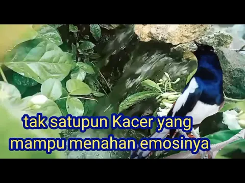 Download MP3 Kacer anda stres,bisu pancing dengan suara Kacer ini tak lama pasti nyaut.