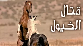 كيف تتقاتل الخيول البرية 