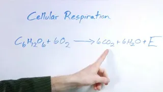 What Is the Equation for Respiration