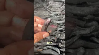این ماهی تبدیل به چوب میشه    ژاپنی  غذا  باستانی دندنها