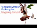 Download Lagu suara kutilang ribut memanggil lawan ampuh untuk mikat di hutan kutilang di rumah ikut gacor