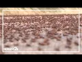 Mormon Crickets swarm in Idaho