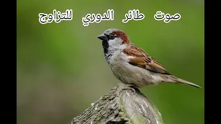 صوت عصفور الدوري للتزاوج عصفور الدوري عصافير الدوري 