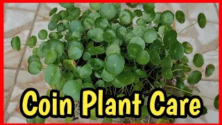 Coin plant care