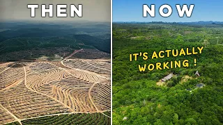 The Genius Plan to Rewild Palm Oil Farms (and Save the Orangutan!)