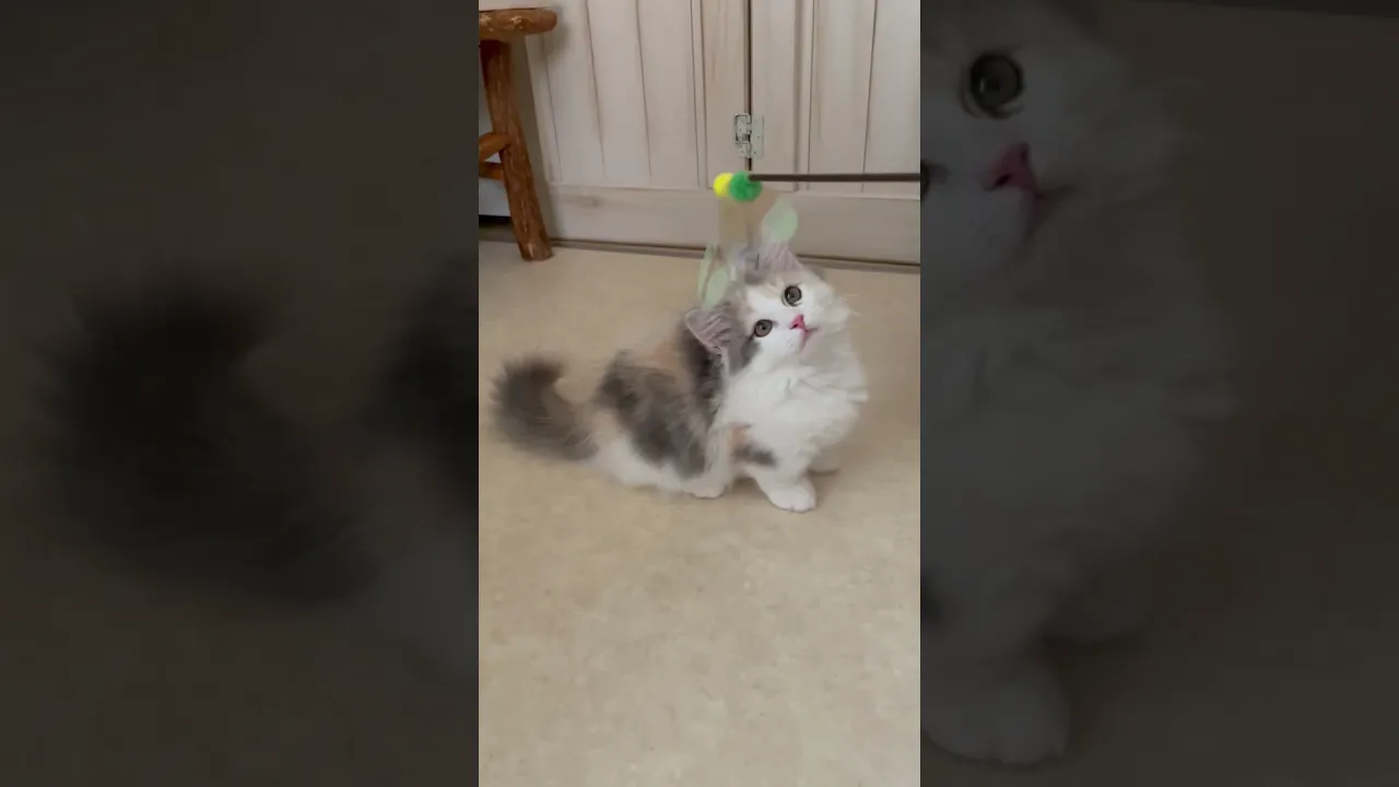 動画