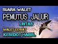 Download Lagu SUARA WALET PEMUTUS JALUR LINTAS