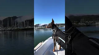 . #fyp #dream #doberman #pets #youtube