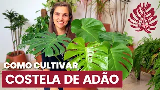 HOW TO GROW ADAM'S RIB - Monstera Delicious
