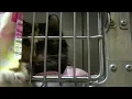 Fort Wayne Shelters overflowing with cats needs people to adopt