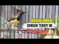 Download Lagu Terapi Sogon Ribut Ampuh Naikan Birahi dan Bikin Gacor