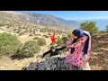 Download Lagu Alborz goes to visit Najma in the hospital and Tuba goes to collect acorns.