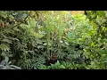 Download Lagu A Small Jungle Backyard in the Netherlands
