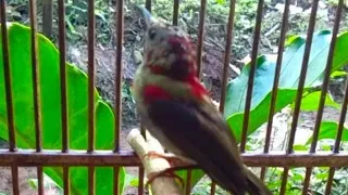 suara crecetan kolibri sepah raja untuk pancingan