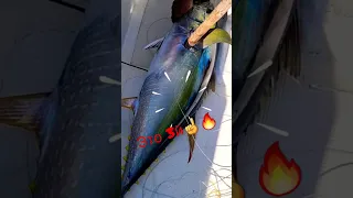 Super клип про рыбалку Fishing Travel Mauritius 