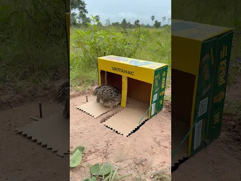 Unique Creative Quail Trap Using Cardboard Box #shorts